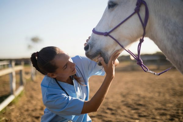 Female vet examining horse mouth